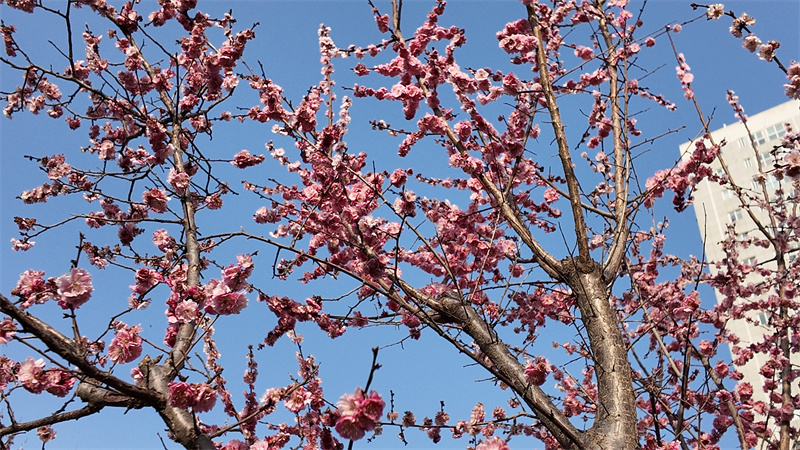 DJI_20260309164351_0233_D.JPG DJI_20260309164351_0233_D.JPG