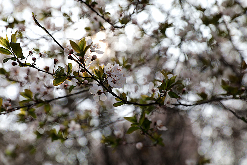 9N1A8338_副本.jpg 9N1A8338_副本.jpg