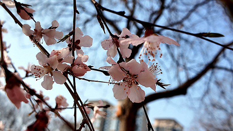 DJI_20260309162016_0214_D_副本.jpg DJI_20260309162016_0214_D_副本.jpg