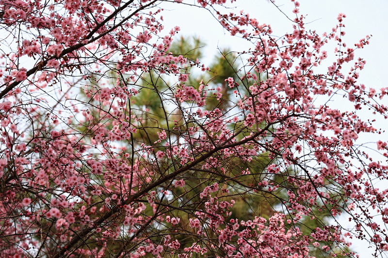 0K9A7121_副本.jpg 0K9A7121_副本.jpg